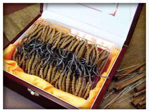 广安冬虫夏草回收